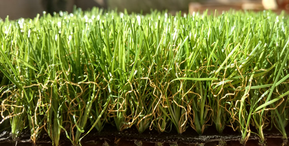 Golder Ranch style artificial grass